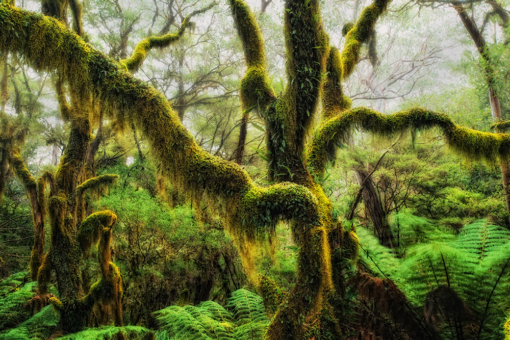 Behind the Lens: Drew Hopper's Antarctic Beech